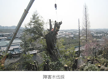 障害木伐採